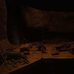 Cactus mouse terrarium (Sep 16th, 2018)