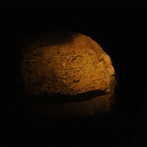 Cactus mouse den (Sep 16th, 2018)