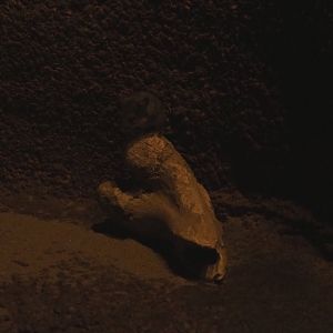 Cactus mouse (Peromyscus eremicus)