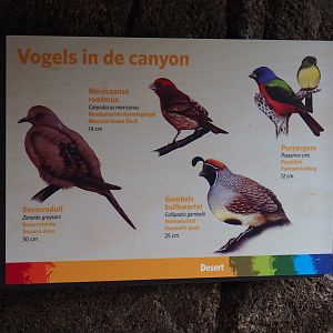 Canyon birds sign (Sep 16th, 2018)