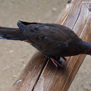 Socorro dove (Zenaida graysoni), Sep 16th, 2018