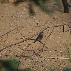 Female Mexican housefinch (Carpodacus mexicanus), Sep 16th, 2018