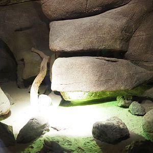 Terrarium Gila monster (Sep 16th, 2018)