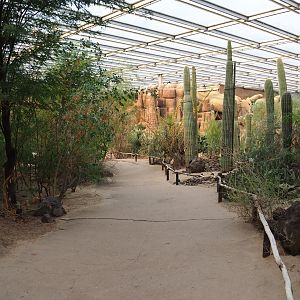 View towards Saguaro cacti (Sep 16th, 2018)
