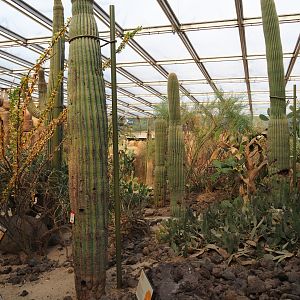 Grove of Saguari cacti (Carnegiea gigantea), Sep 16th, 2018