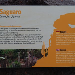 Sign Saguaro cactus (Sep 16th, 2018)