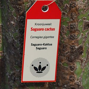 Botanical crown juwel Saguaro cactus sign (Sep 16th, 2018)