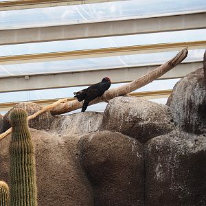 Turkey vulture (Cathartes aura), Sep 16th, 2018