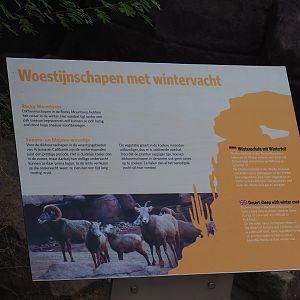 Sign California bighorn sheep (Sep 16th, 2018)