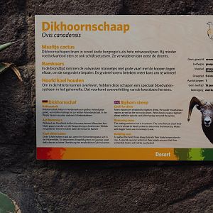 Sign California bighorn sheep (Sep 16th, 2018)