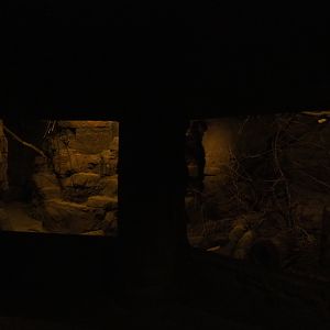 Second ringtail exhibit (Sep 16th, 2018)