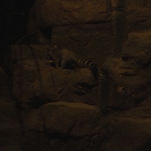 Ringtail (Bassariscus astutus), Sep 16th, 2018