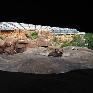 California bighorn sheep exhibit (Sep 16th, 2018)