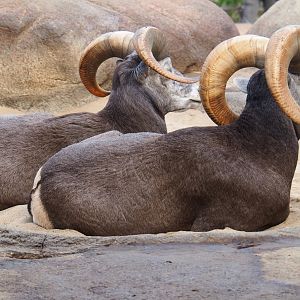 California bighorn sheep (Ovis canadensis californiana) rams (Sep 16th, 2018)