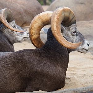 California bighorn sheep (Ovis canadensis californiana) ram (Sep 16th, 2018)