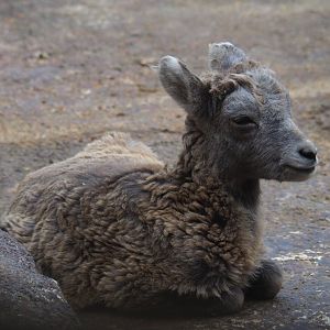 California bighorn sheep (Ovis canadensis californiana) lamb (Sep 16th, 2018)