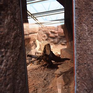 Small viewing window into bobcat exhibit (Sep 16th, 2018)