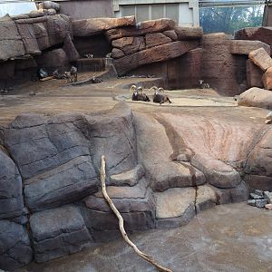 California bighorn sheep exhibit (Sep 16th, 2018)