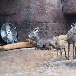 California bighorn sheep (Ovis canadensis californiana) with fan (Sep 16th, 2018)