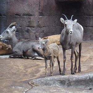 California bighorn sheep (Ovis canadensis californiana) ewes and lamb (Sep 16th, 2018)