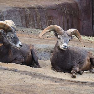 California bighorn sheep (Ovis canadensis californiana) rams (Sep 16th, 2018)
