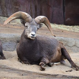 California bighorn sheep (Ovis canadensis californiana) ram (Sep 16th, 2018)