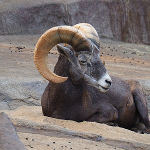 California bighorn sheep (Ovis canadensis californiana) ram (Sep 16th, 2018)