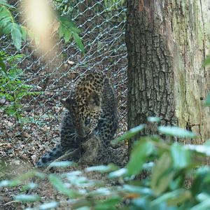 Sri Lankan leopard (Panthera pardus kotiya) cub (Sep 16th, 2018)