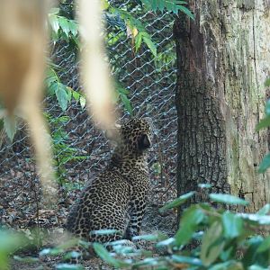 Sri Lankan leopard (Panthera pardus kotiya) cub (Sep 16th, 2018)
