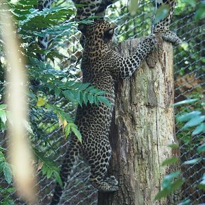 Sri Lankan leopard (Panthera pardus kotiya) cub climbing up trunk (Sep 16th, 2018)