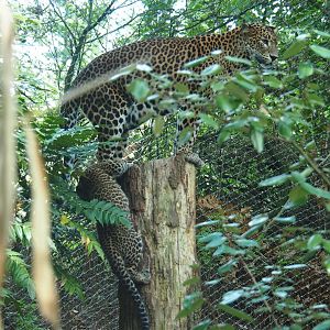 Sri Lankan leopard (Panthera pardus kotiya) mother and cub (Sep 16th, 2018)