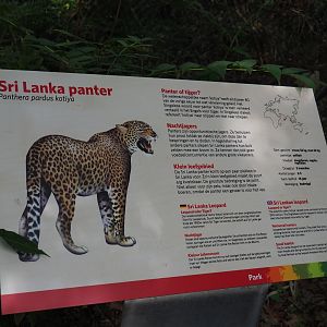 Sign Sri Lankan leopard (Sep 16th, 2018)