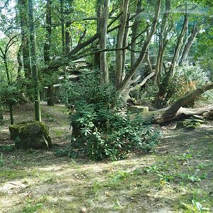Sri Lankan leopard exhibit (Sep 16th, 2018)