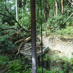Sri Lankan leopard exhibit (Sep 16th, 2018)
