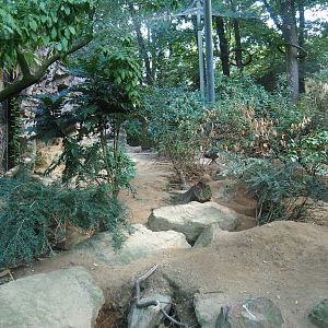 Caucasian golden jackal exhibit (Sep 16th, 2018)
