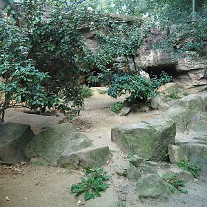 Caucasian golden jackal exhibit (Sep 16th, 2018)