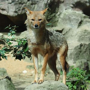 Caucasian golden jackal (Canis aureus moreotica), Sep 16th, 2018