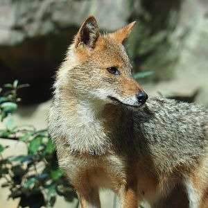 Caucasian golden jackal (Canis aureus moreotica), Sep 16th, 2018