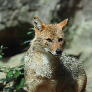 Caucasian golden jackal (Canis aureus moreotica), Sep 16th, 2018