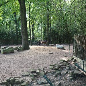 Eurasian forest reindeer exhibit (Sep 16th, 2018)