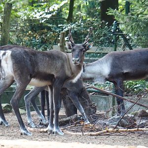 Eurasian forest reindeer (Rangifer tarandus fennicus), Sep 16th, 2018