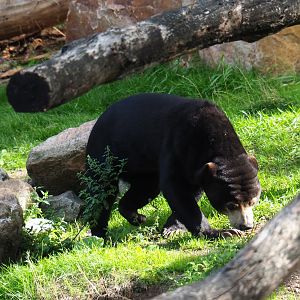 Malayan sun bear (Helarctos malayanus malayanus), Sep 16th, 2018