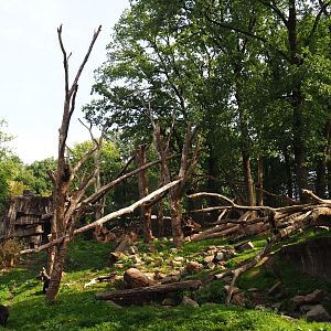 Malayan sun bear - Binturong exhibit (Sep 16th, 2018)