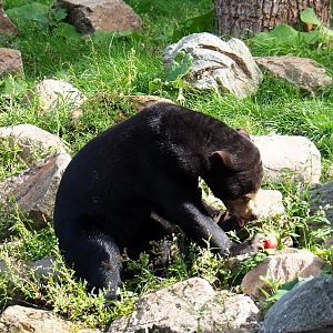Malayan sun bear (Helarctos malayanus malayanus), Sep 16th, 2018