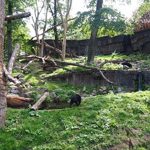 Malayan sun bear - Binturong exhibit (Sep 16th, 2018)