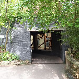 Malayan sun bear - Binturong house (Sep 16th, 2018)