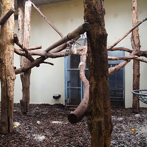Malayan sun bear - Binturong indoor housing (Sep 16th, 2018)