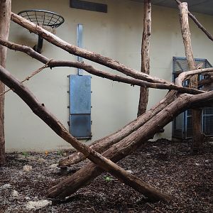 Malayan sun bear - Binturong indoor housing (Sep 16th, 2018)