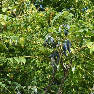 Dead man's fingers or blue bean plant (Decaisnea fargesii ), Sep 16th, 2018