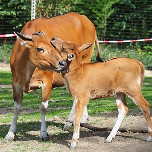 Javan banteng (Bos javanicus javanicus) with calf (Sep 16th, 2018)